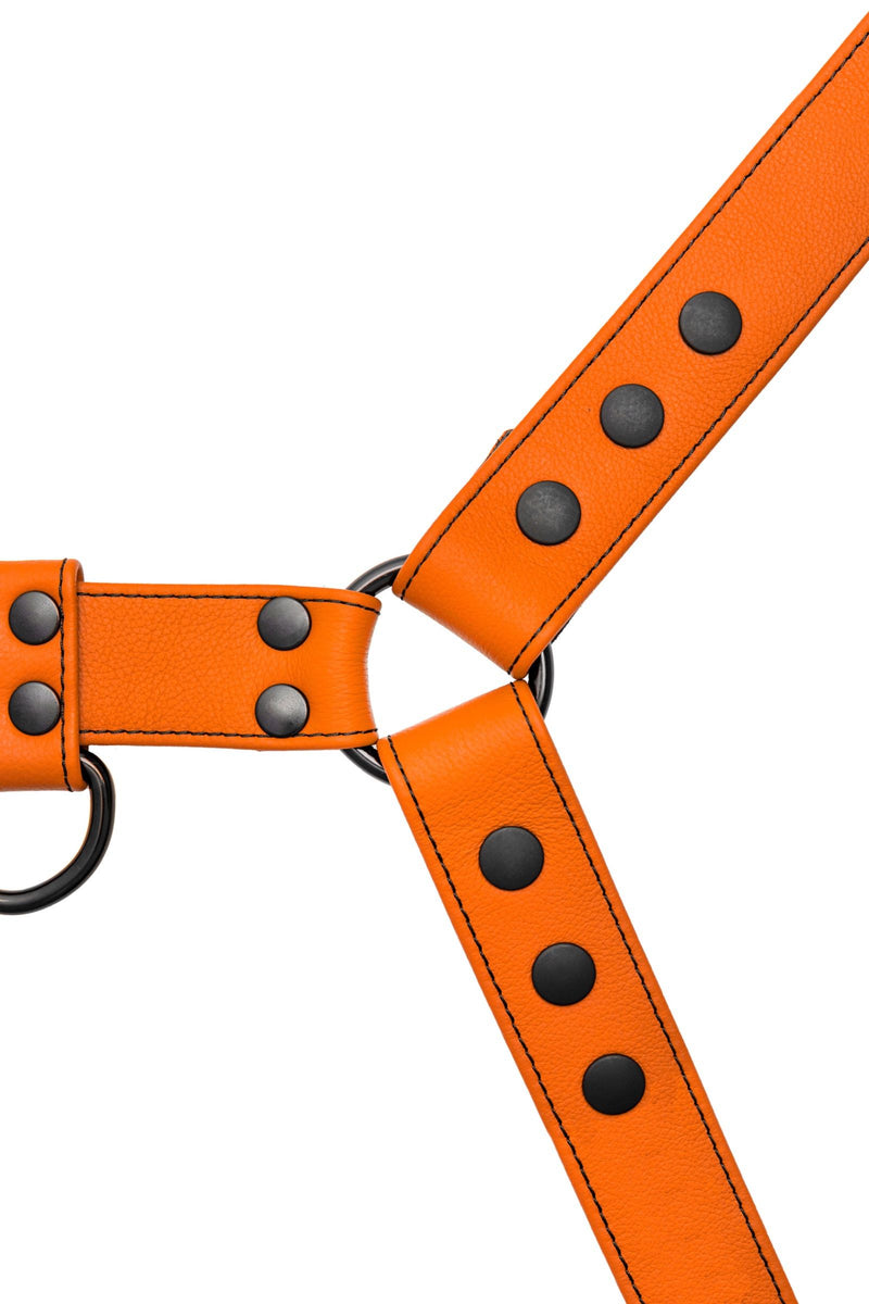A 1.5" wide ARMY OF MEN CLASSIC BULLDOG FULL COLOUR - Orange with matte black snaps, laid flat and viewed from above.