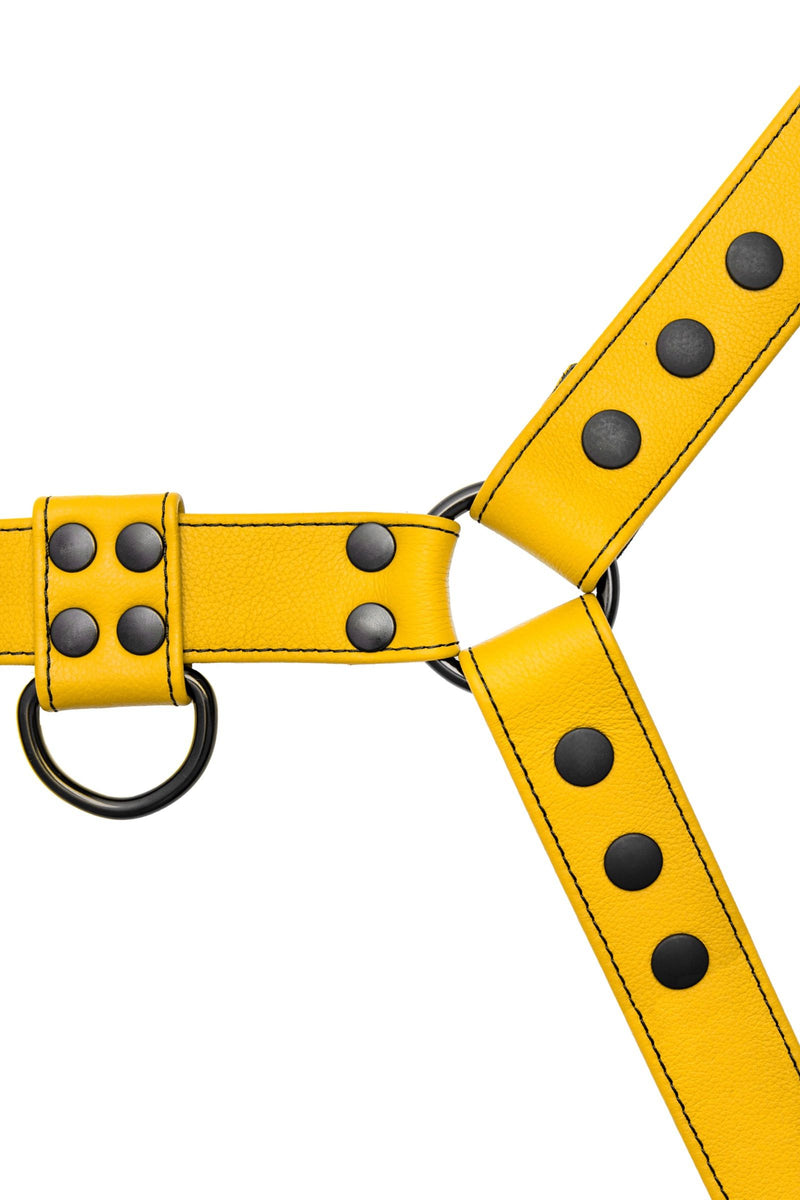 A 1.5" wide ARMY OF MEN yellow leather Classic Bulldog harness with matte black D-rings, laid flat and captured from above.