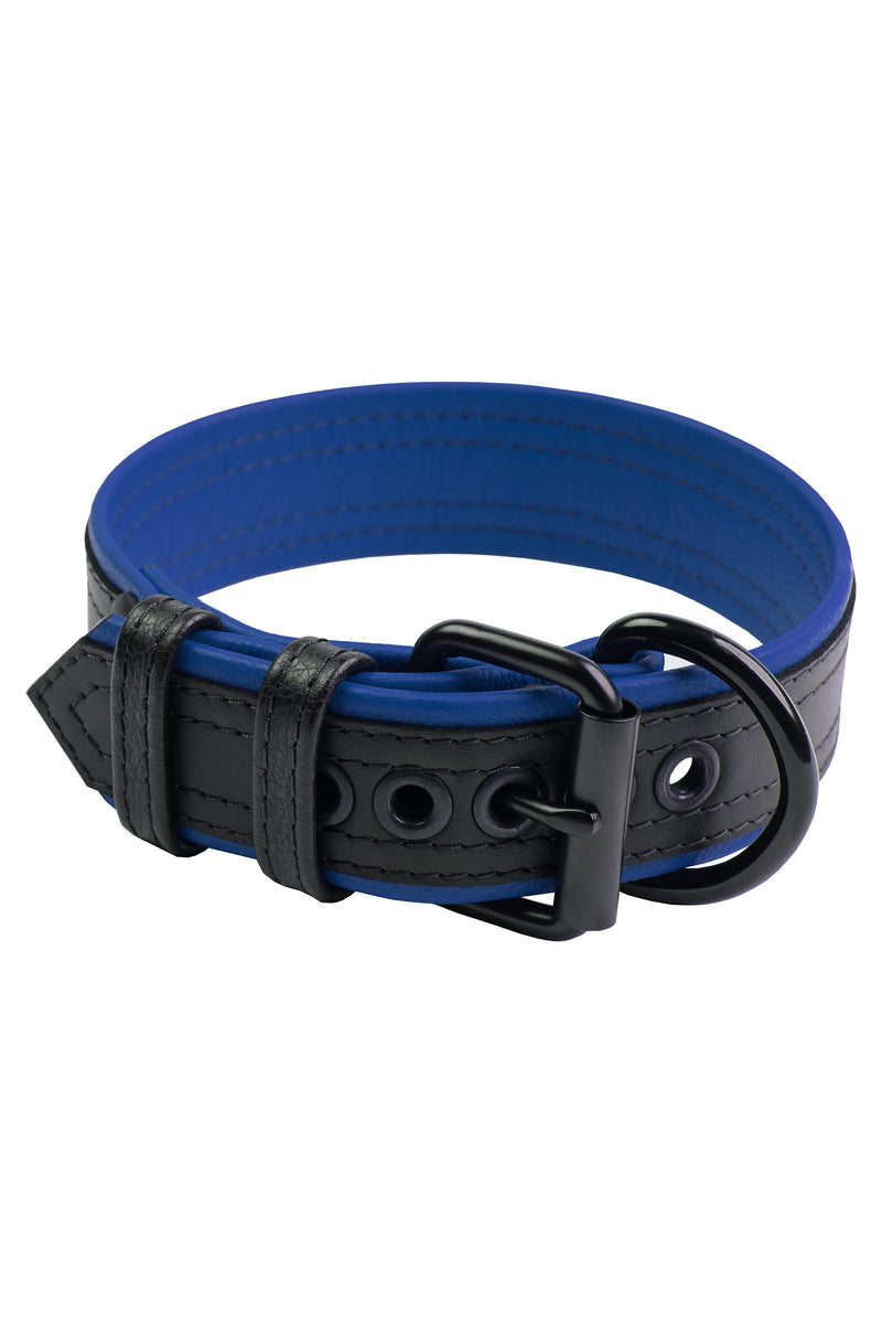 1.5" black and blue leather pup collar with matt black buckle and D-ring