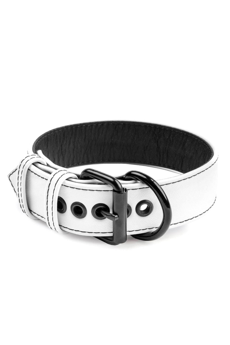 1.5" wide white leather pup collar with matt black buckle and D-ring