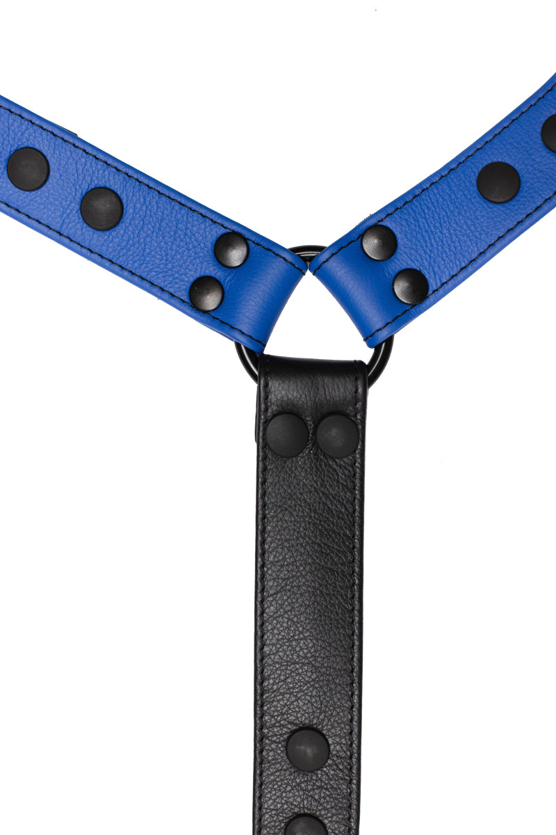 Blue leather bulldog harness connector with black hardware. Close up.