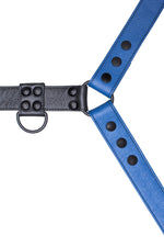 Blue leather bulldog harness with black hardware. Close up.