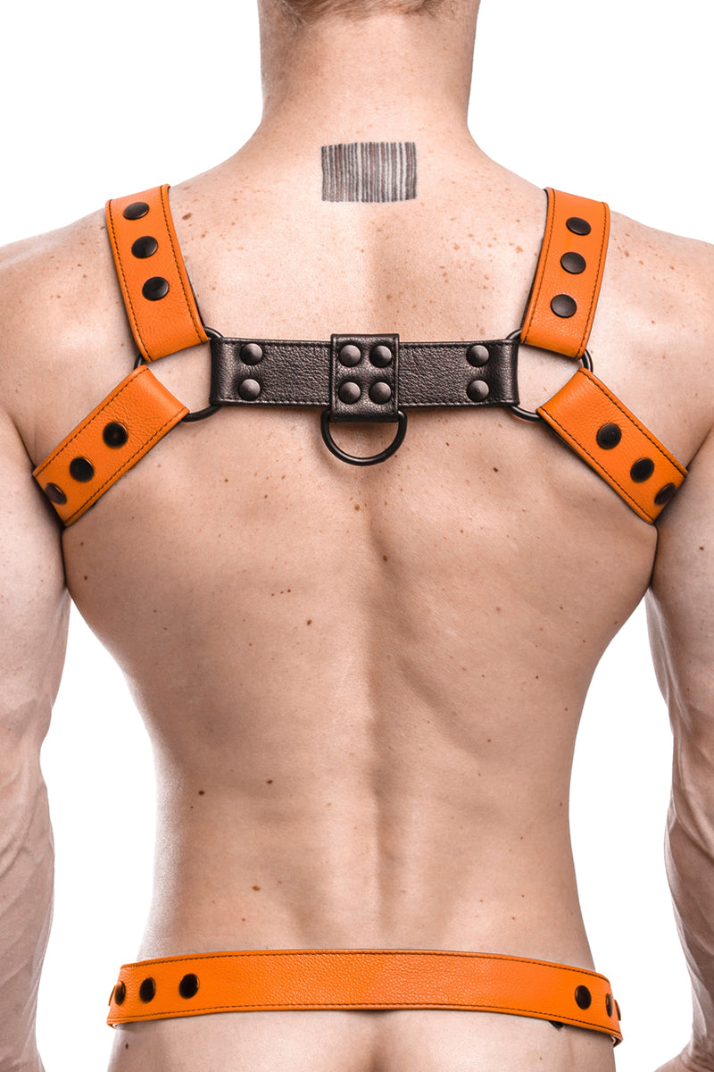 Model wearing an orange leather bulldog harness with black hardware. Back.