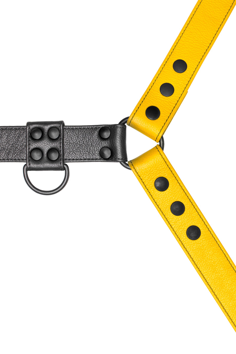 Yellow leather bulldog harness with black hardware. Close up.