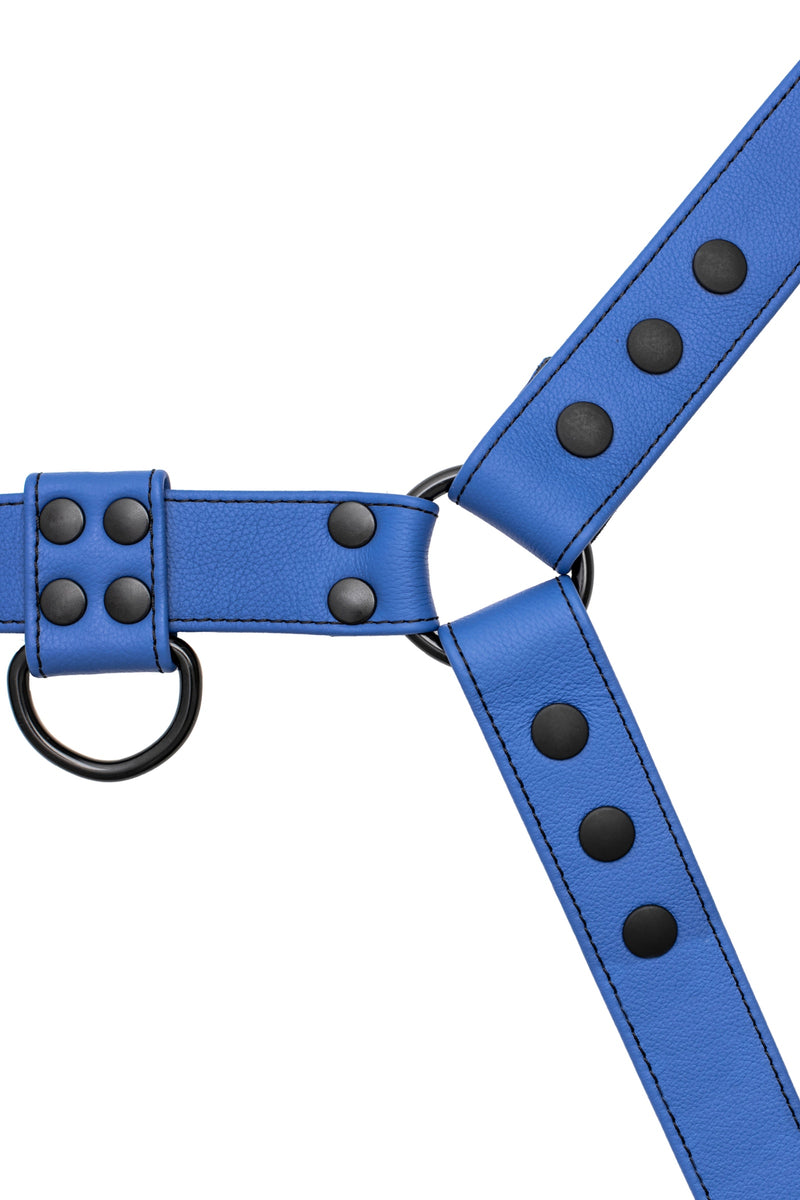 Full blue leather bulldog harness with black hardware.